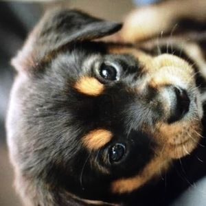 Meet your Posher, Elnara